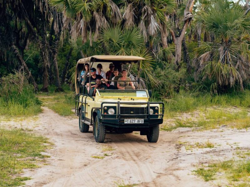Safari au botswana en famille : conseils pour un séjour réussi avec des enfants